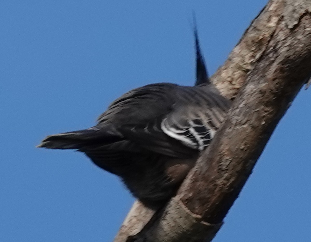 Crested Pigeon - ML620624916