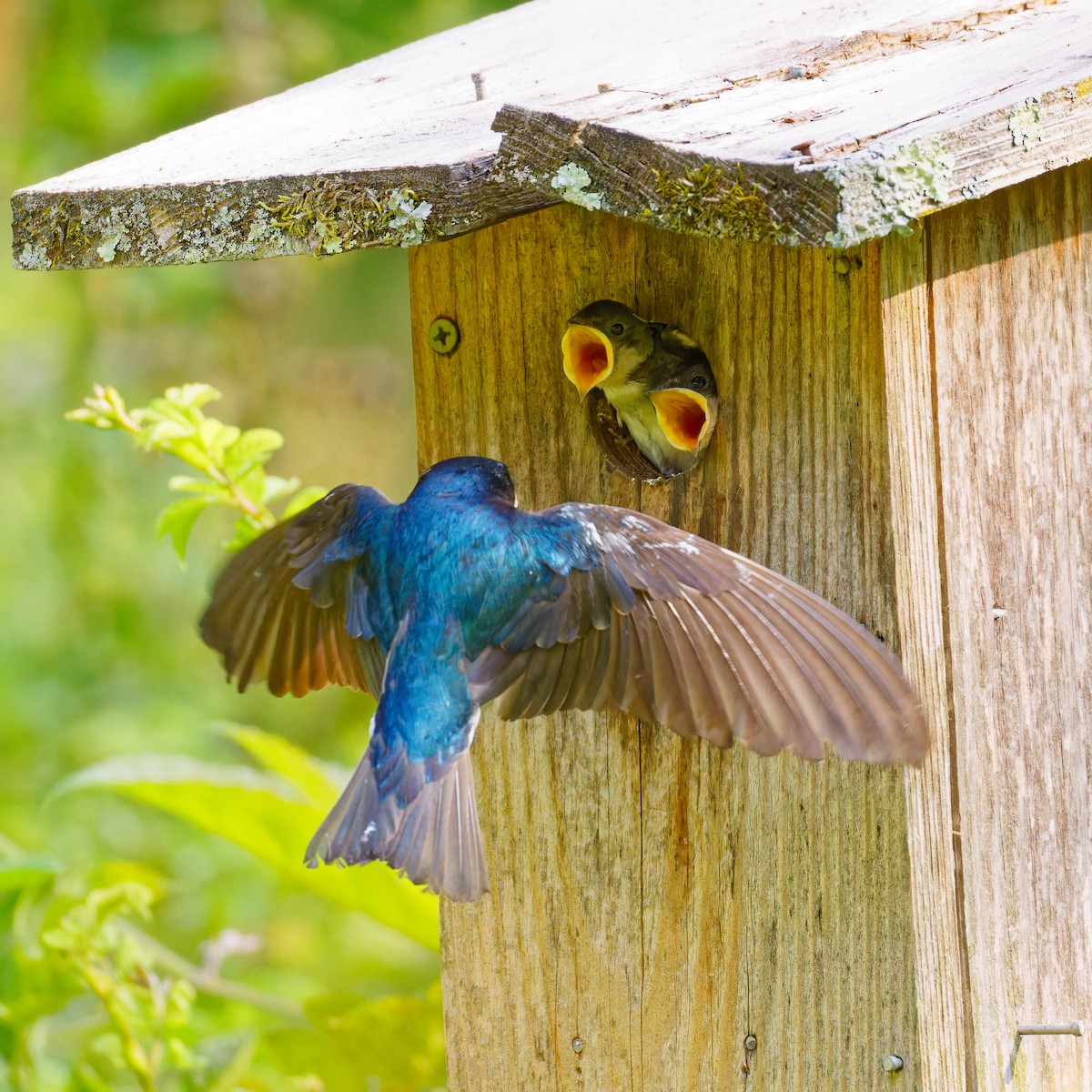 Golondrina Bicolor - ML620624917