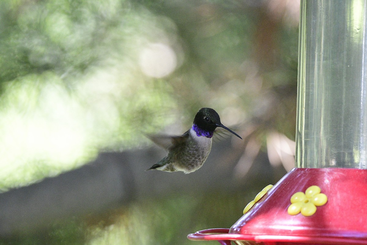 Black-chinned Hummingbird - ML620624918