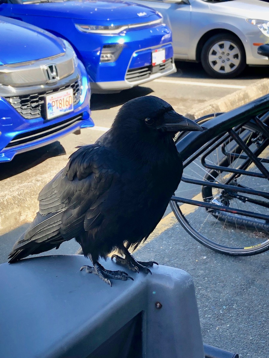 American Crow - Jannaca Chick