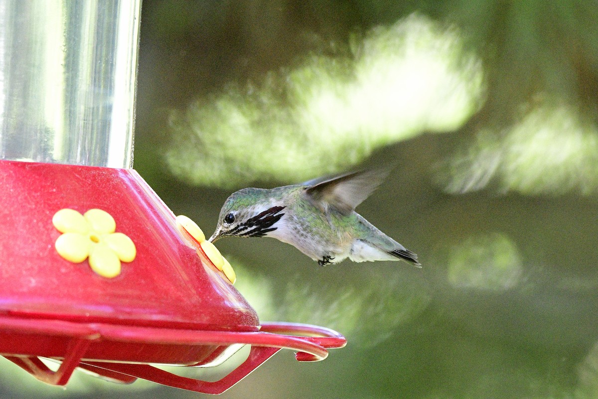 Calliope Hummingbird - ML620624920