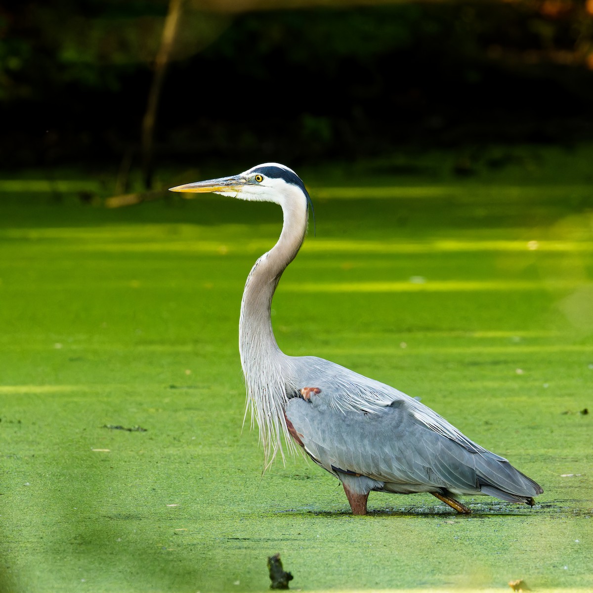 Great Blue Heron - Ruogu Li