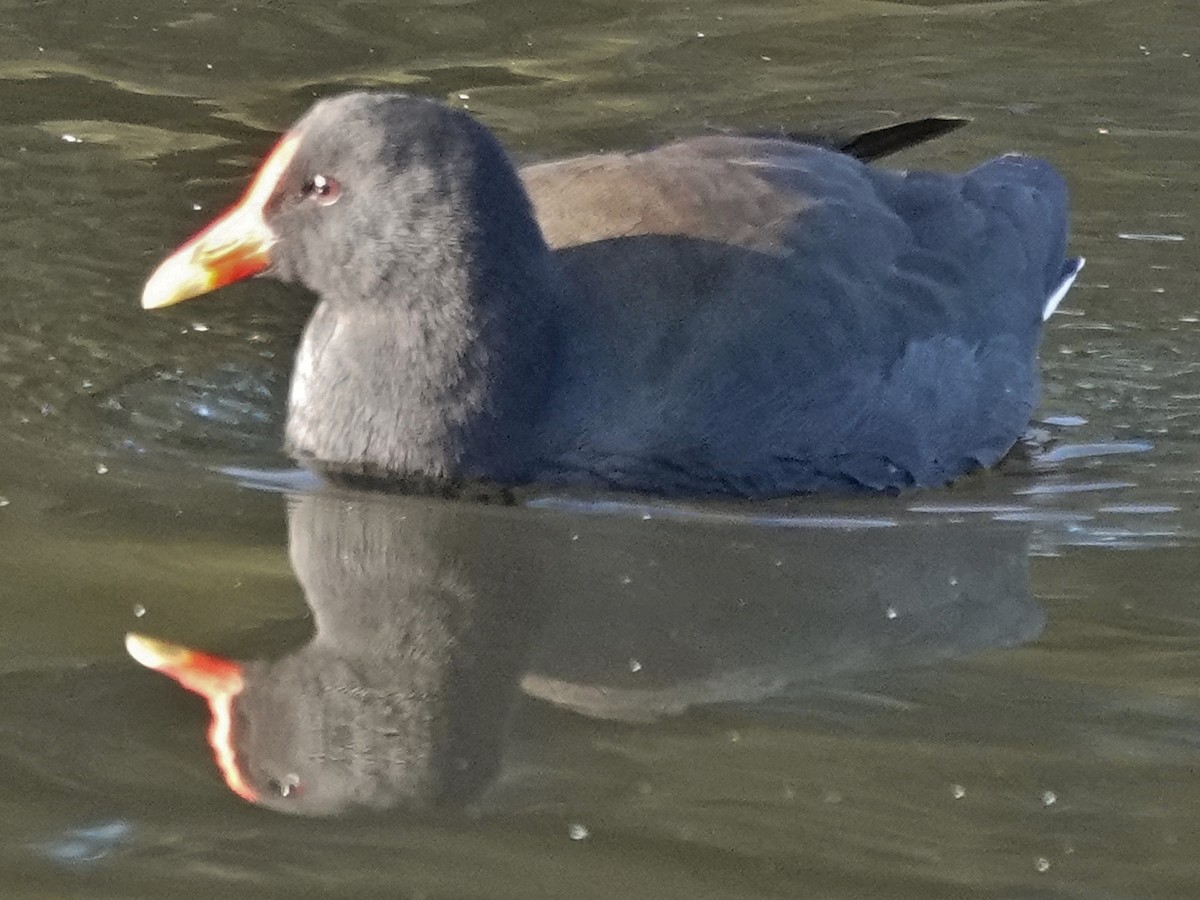 Dusky Moorhen - ML620624923