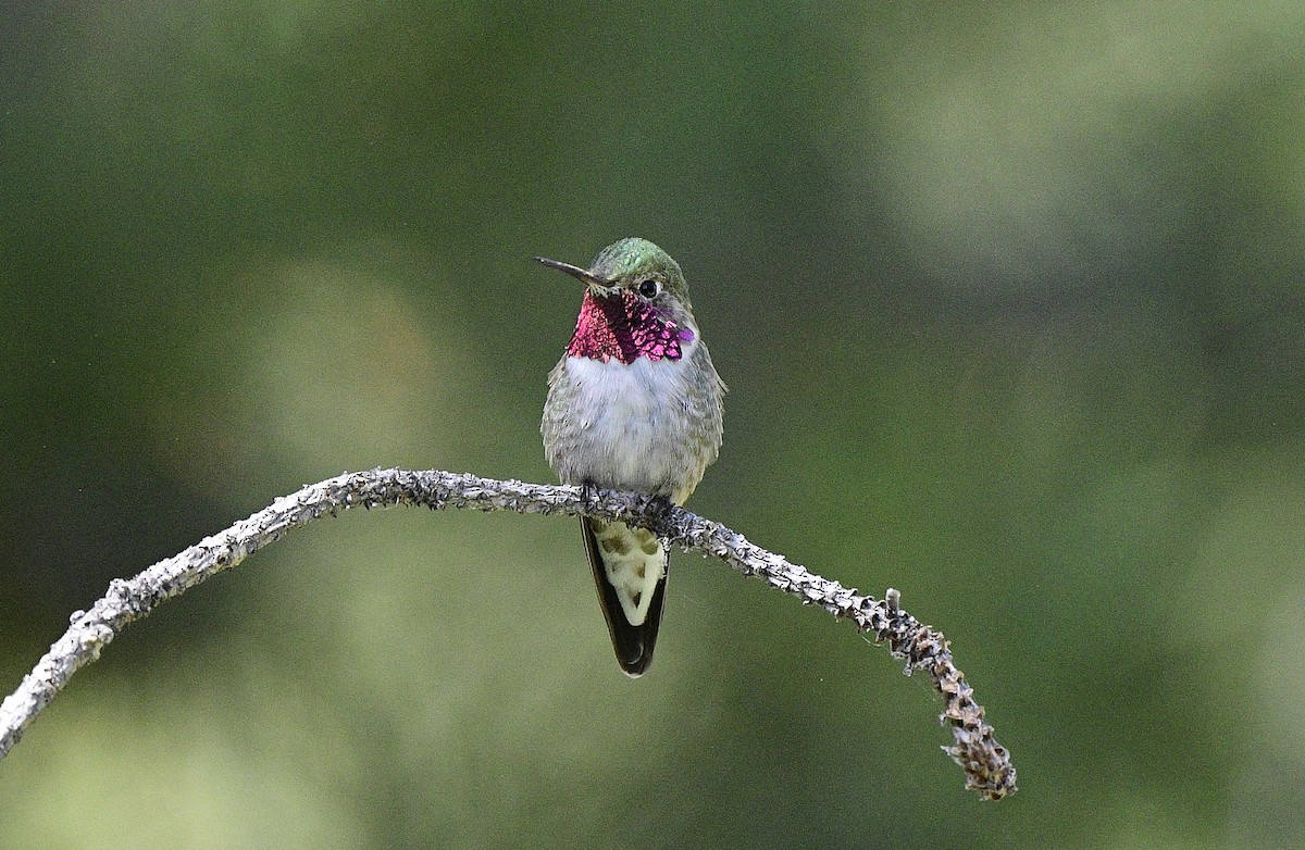 Broad-tailed Hummingbird - ML620624924