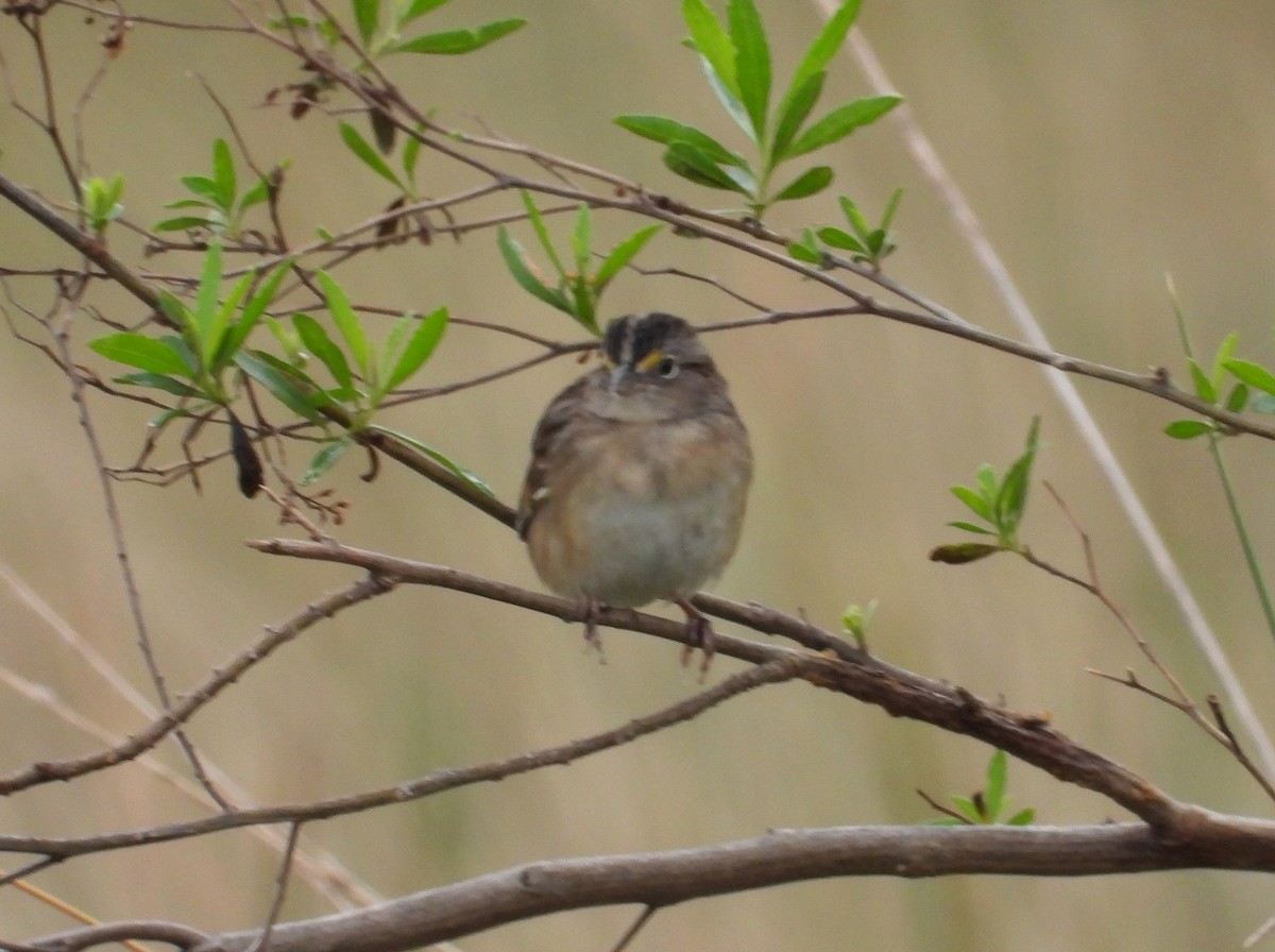 Grassland Sparrow - ML620624925