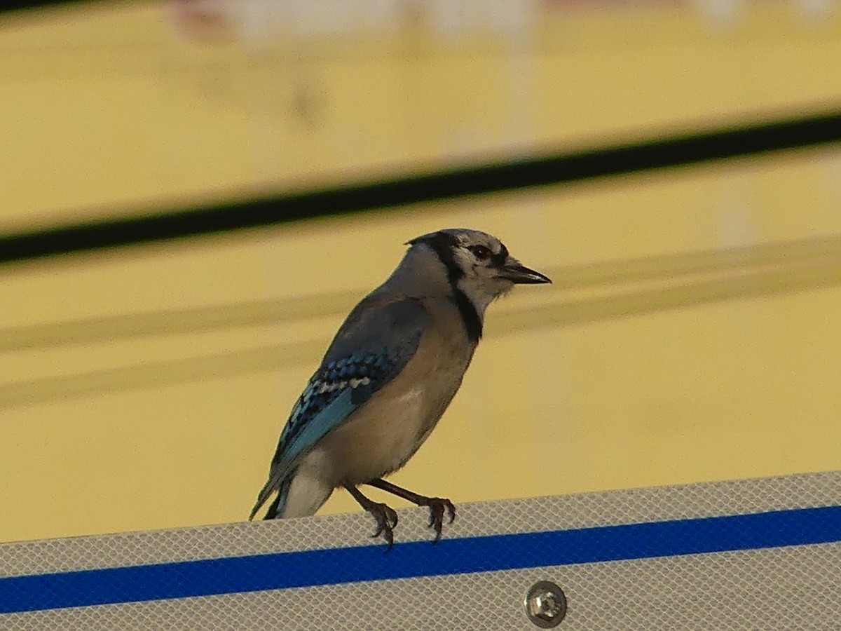 Blue Jay - ML620624926