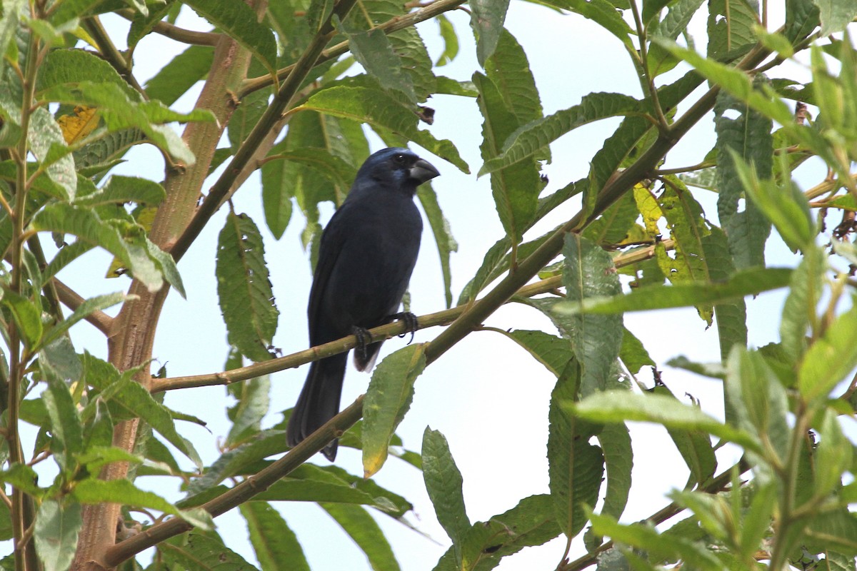 Blue-black Grosbeak - ML620624929