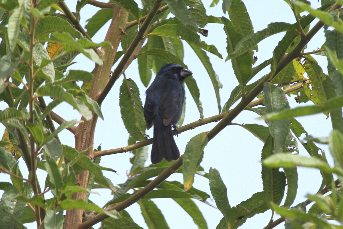 Blue-black Grosbeak - ML620624930