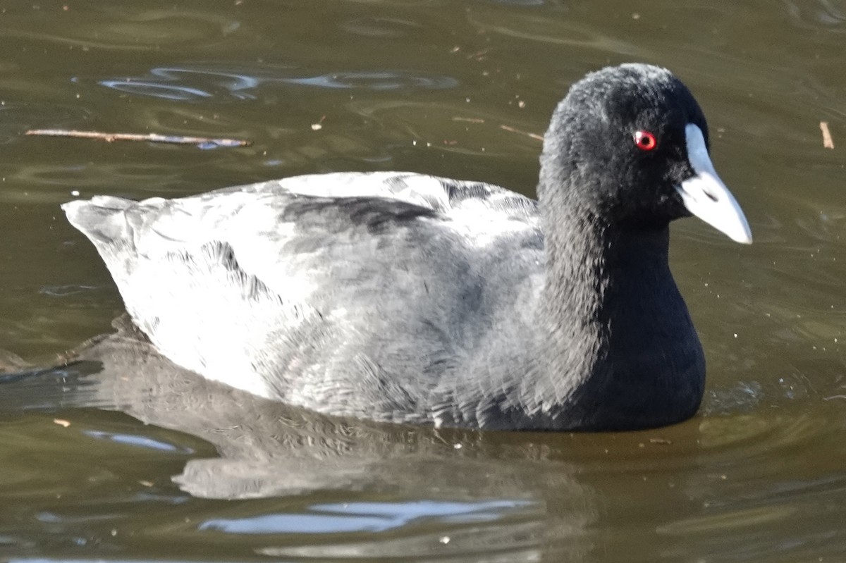 Eurasian Coot - ML620624938