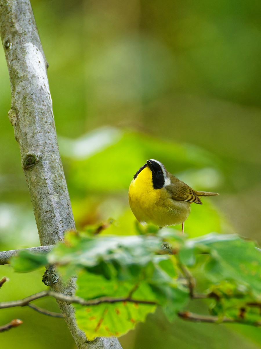 Common Yellowthroat - ML620624943