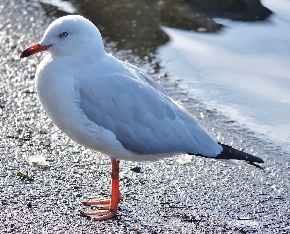 Mouette argentée (novaehollandiae/forsteri) - ML620624946