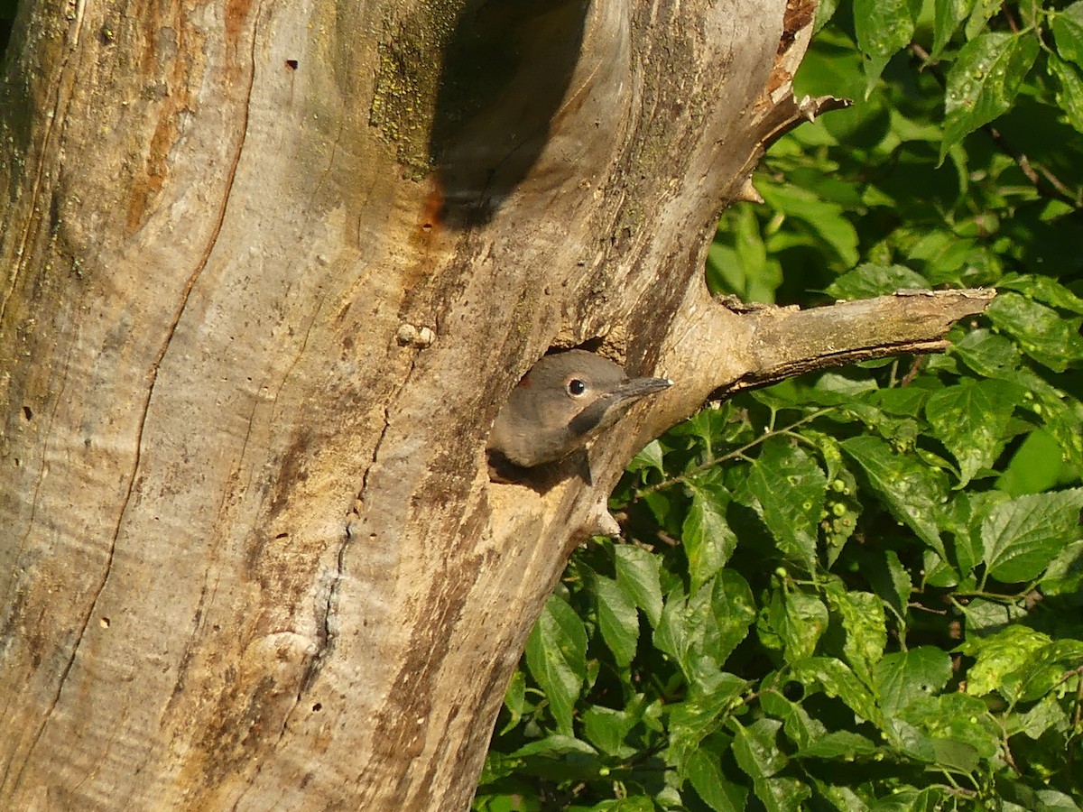 Northern Flicker - ML620624950