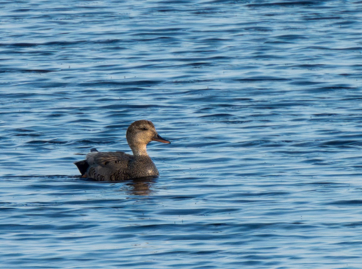 Gadwall - ML620624953