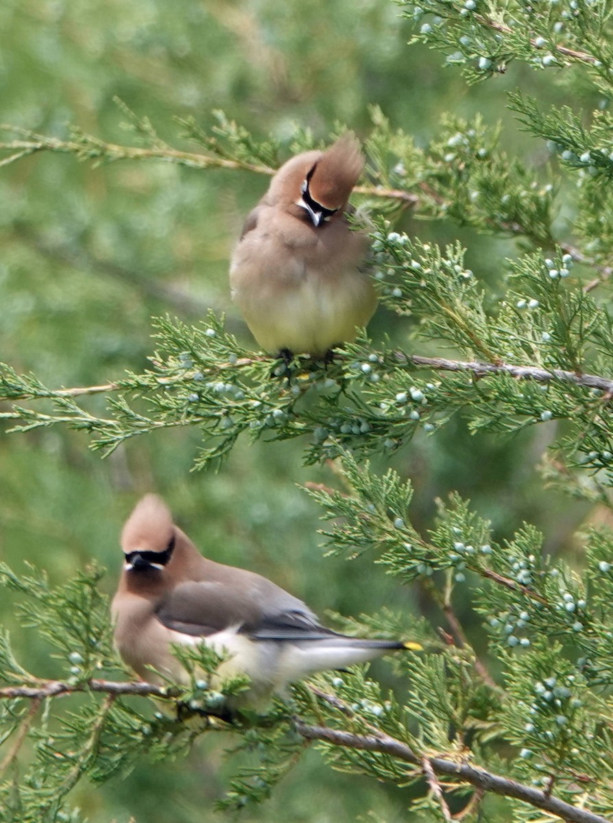 Cedar Waxwing - ML620624956