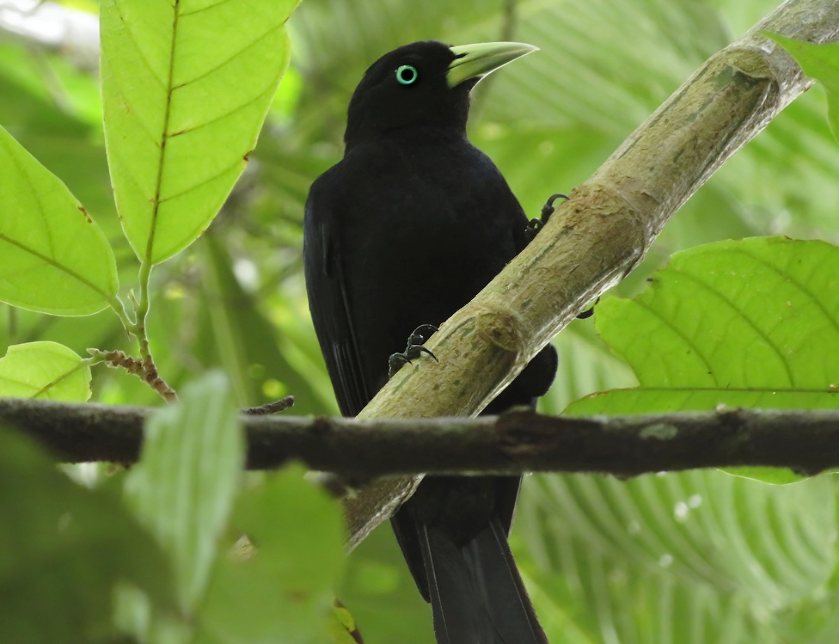 Scarlet-rumped Cacique - ML620624960