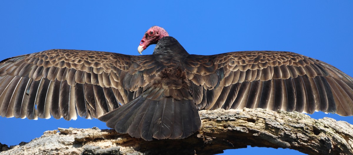 Turkey Vulture - ML620624961