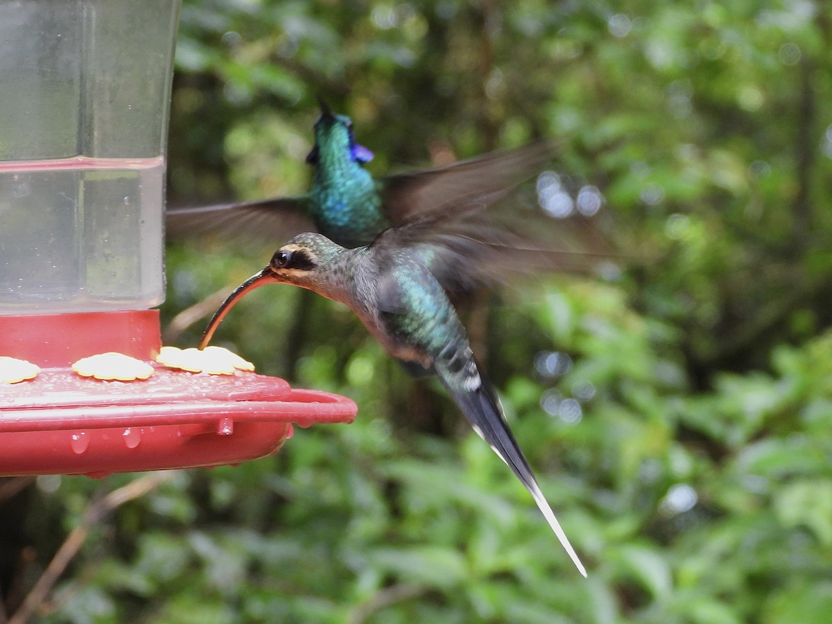 Green Hermit - ML620624962