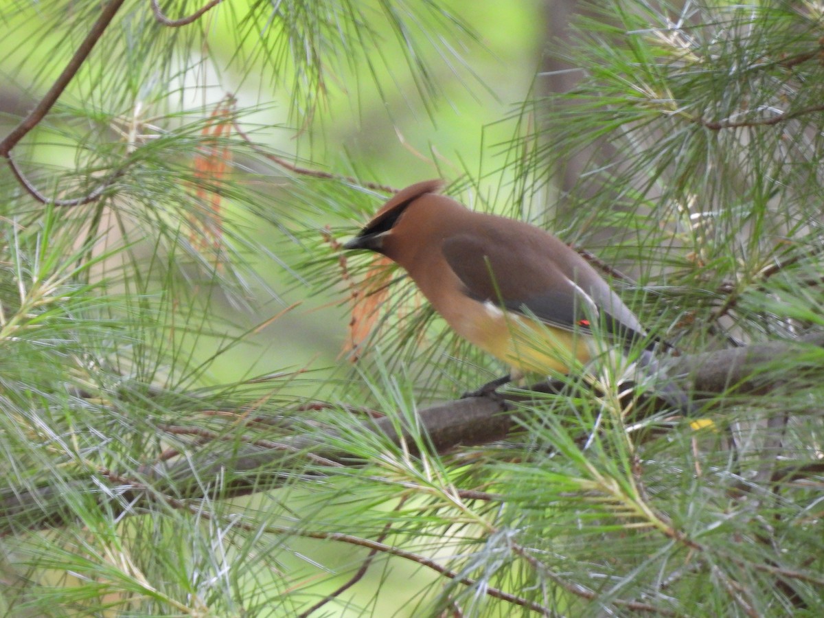 Cedar Waxwing - ML620624964