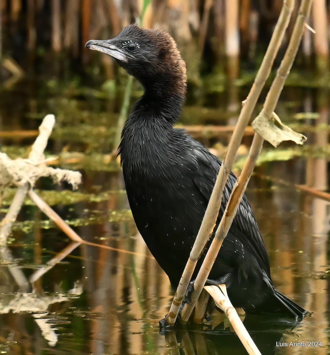 Pygmy Cormorant - ML620624965