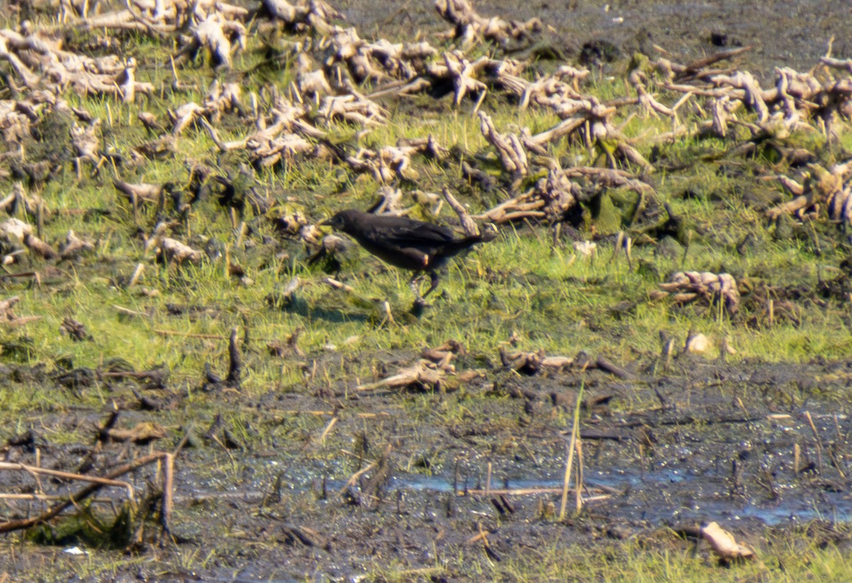 Virginia Rail - ML620624968