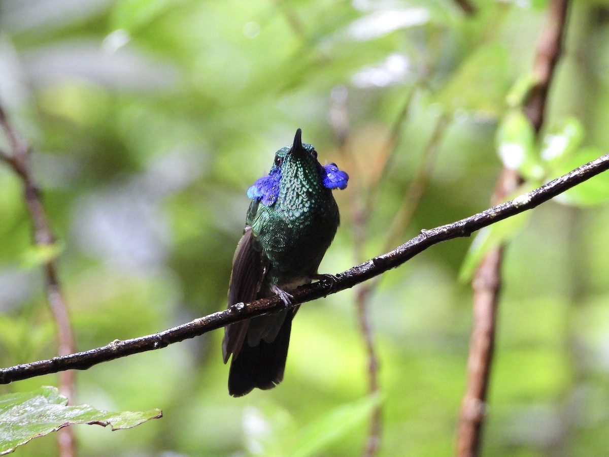 kolibřík modrouchý - ML620624969