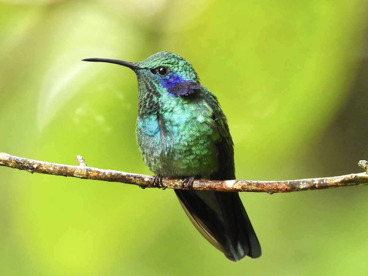 kolibřík modrouchý - ML620624970