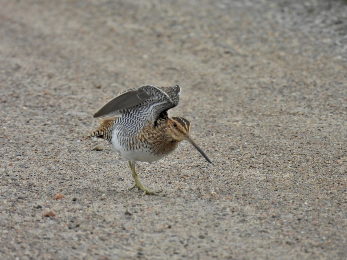 Wilson's Snipe - ML620624973