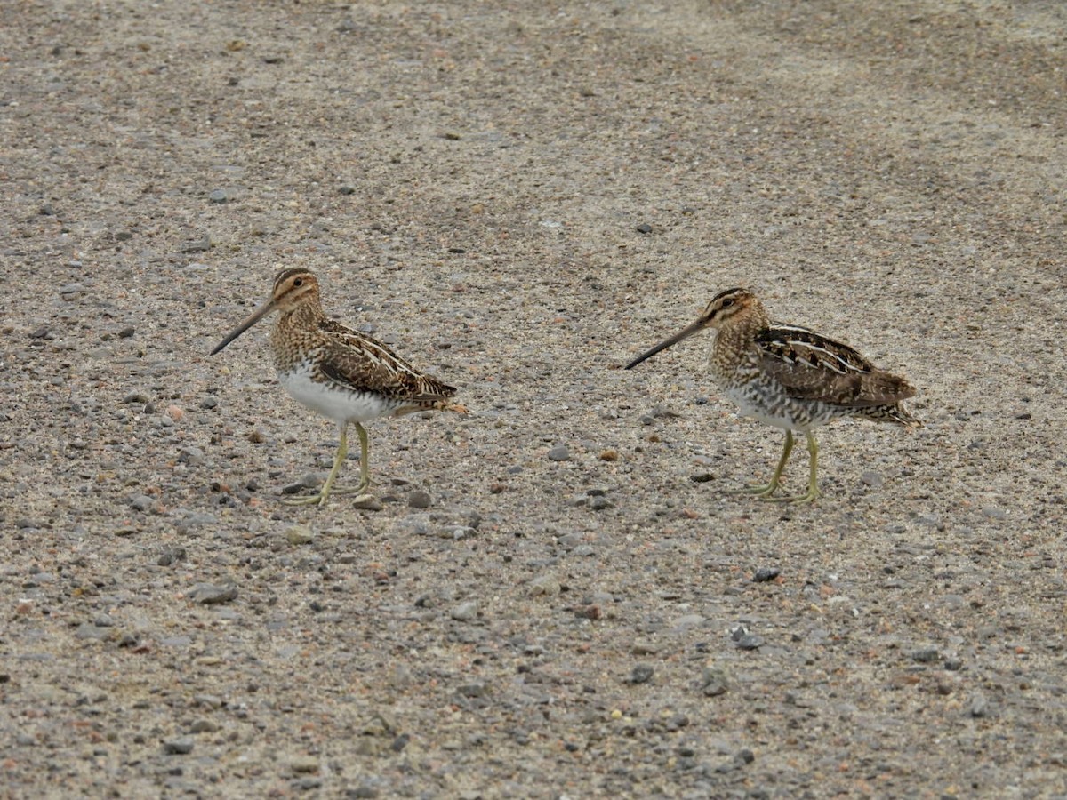 Wilson's Snipe - ML620624974