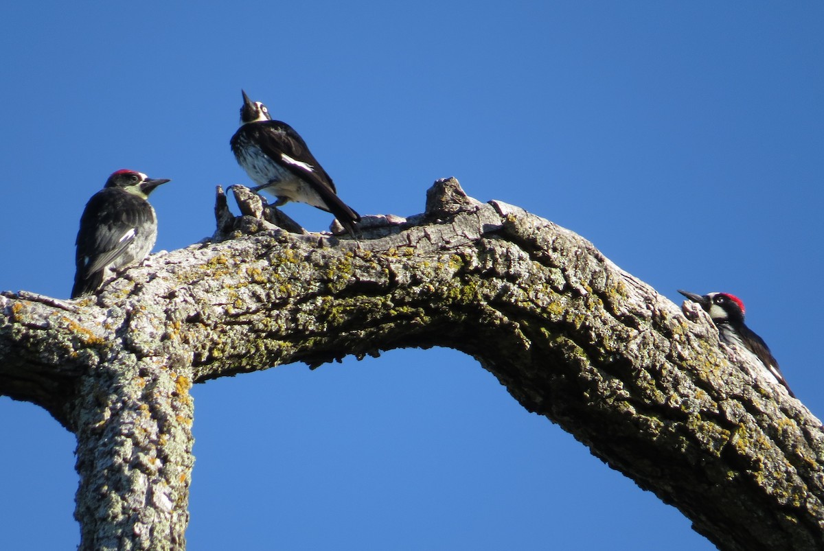 Acorn Woodpecker - ML620624977