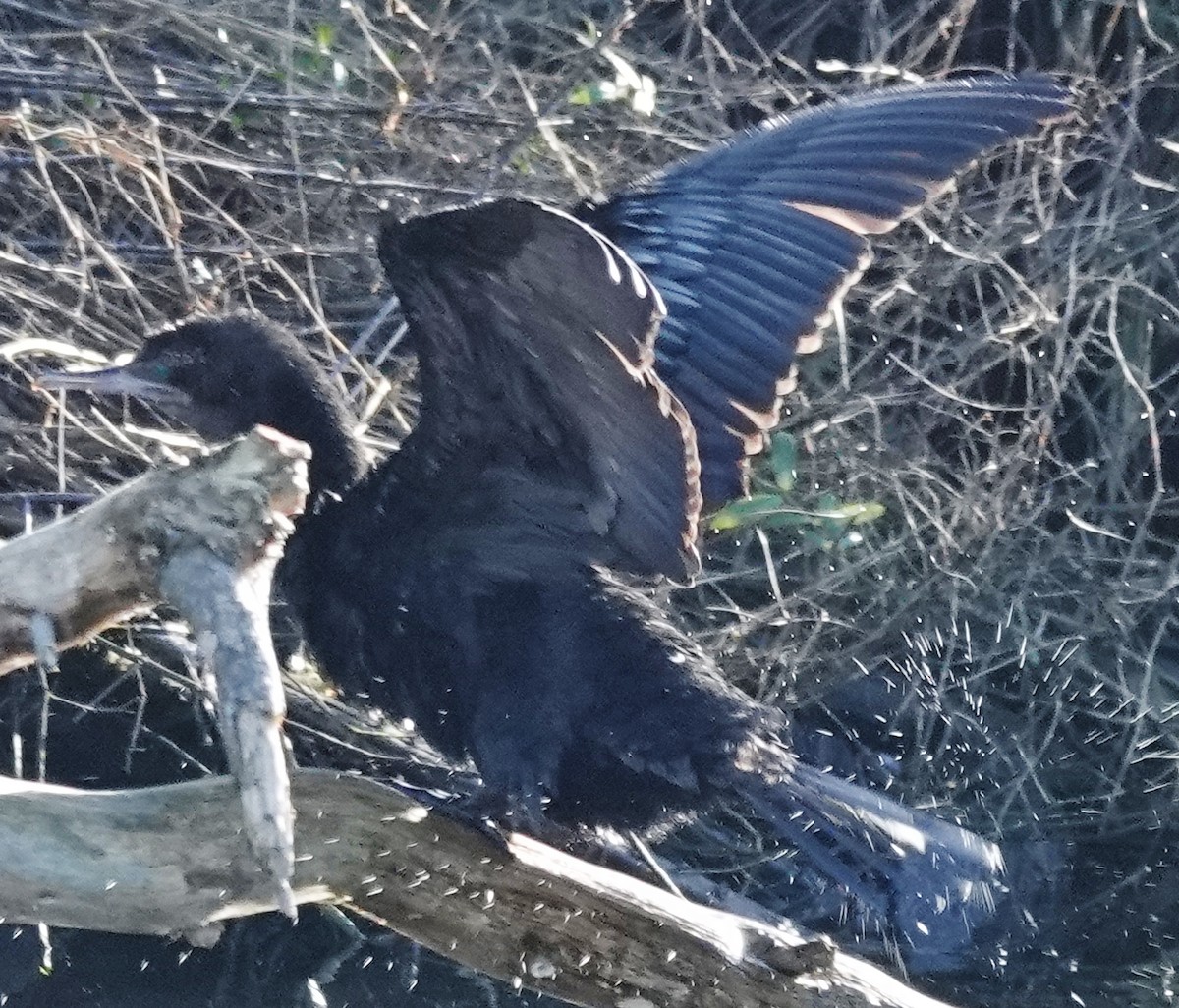 Little Black Cormorant - ML620624979