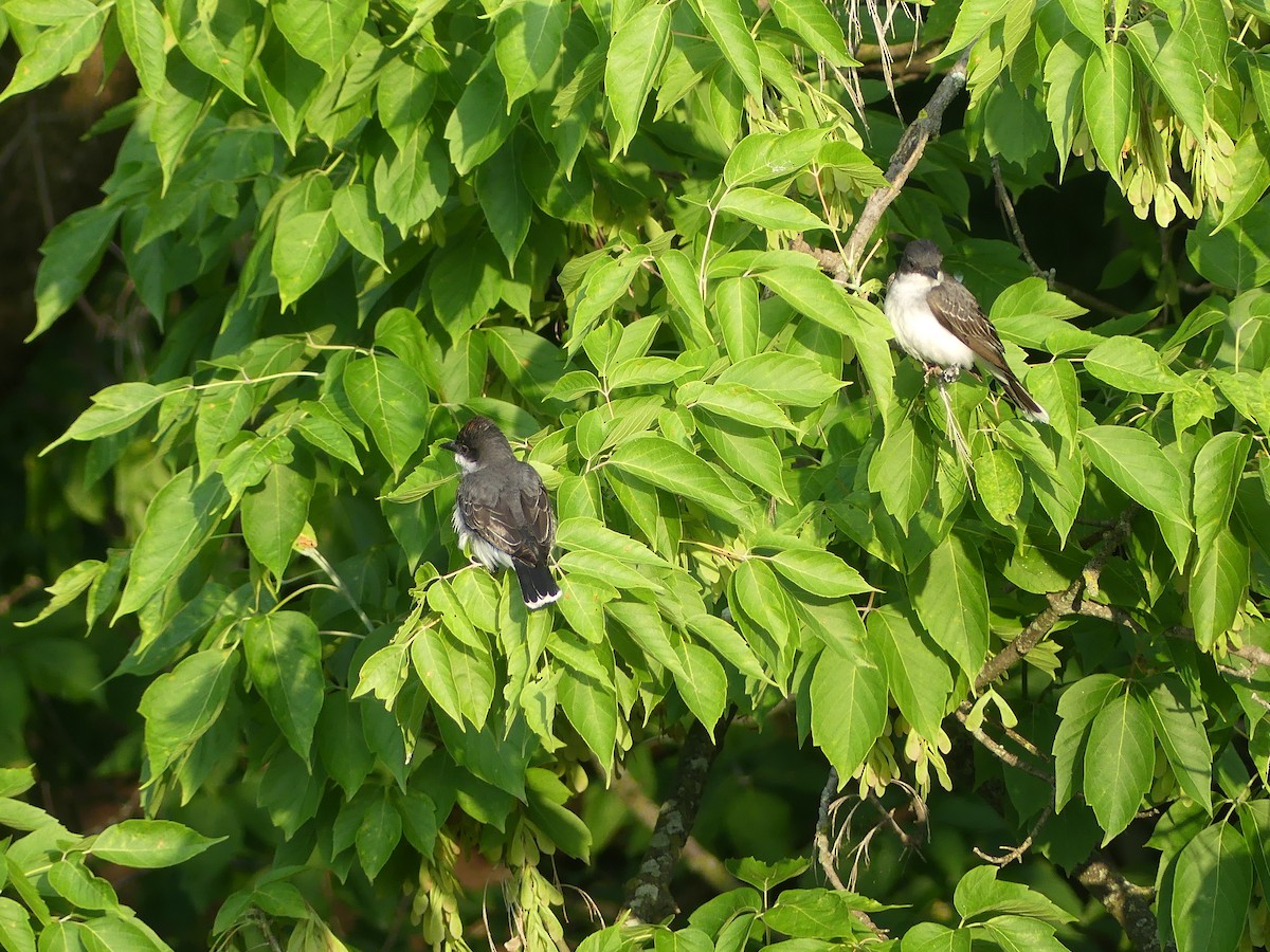 Eastern Kingbird - ML620624980