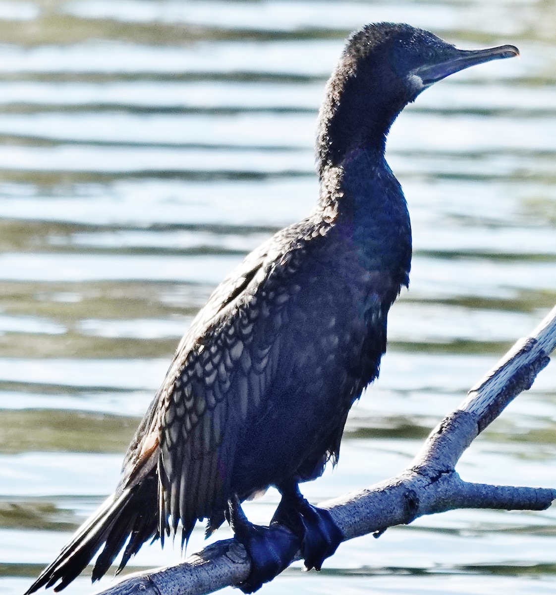 Little Black Cormorant - ML620624982