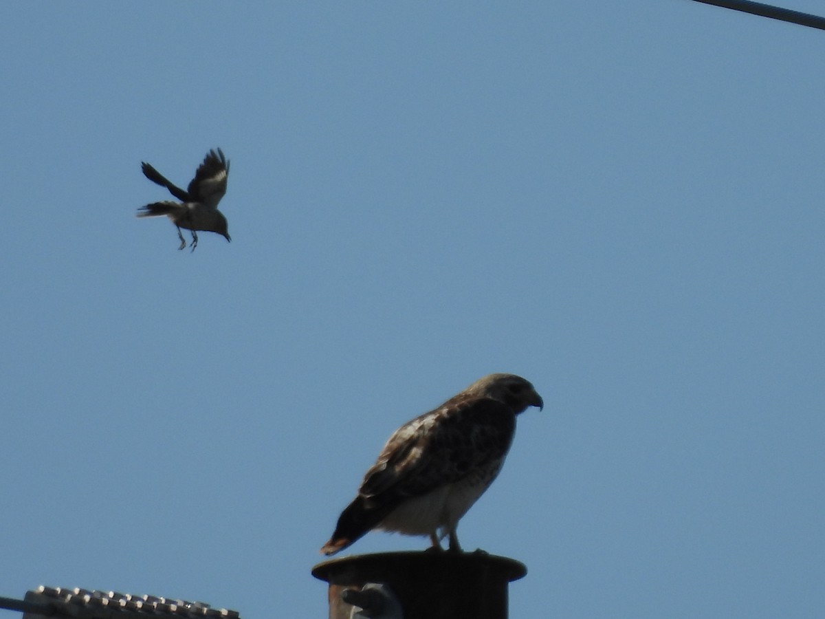 Red-tailed Hawk - Emily Szczypek