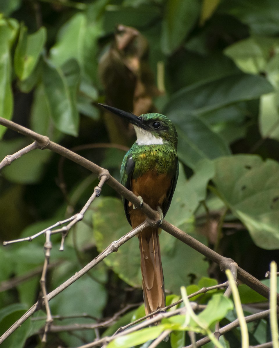 Rufous-tailed Jacamar - ML620624986