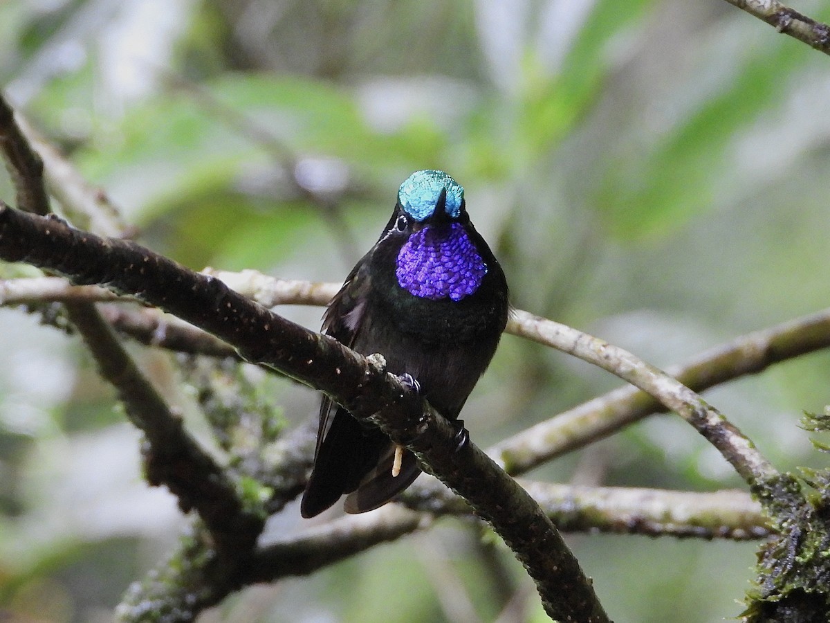 Purple-throated Mountain-gem - ML620624991