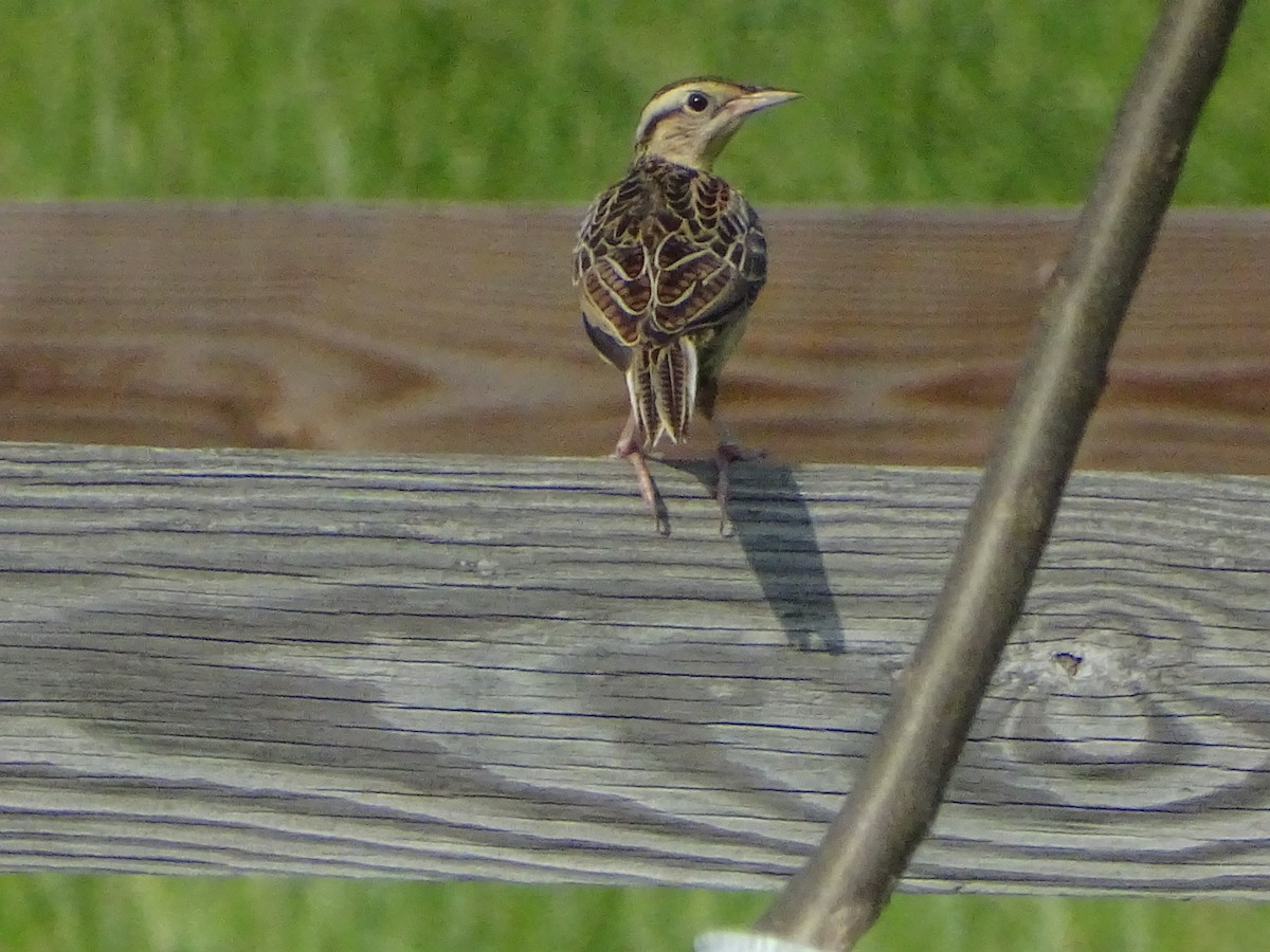 Eastern Meadowlark - ML620624997