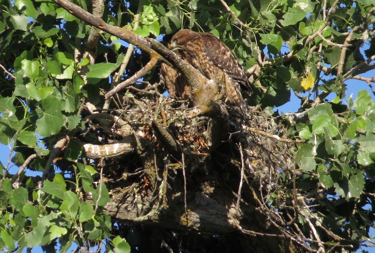 Red-shouldered Hawk - ML620625001