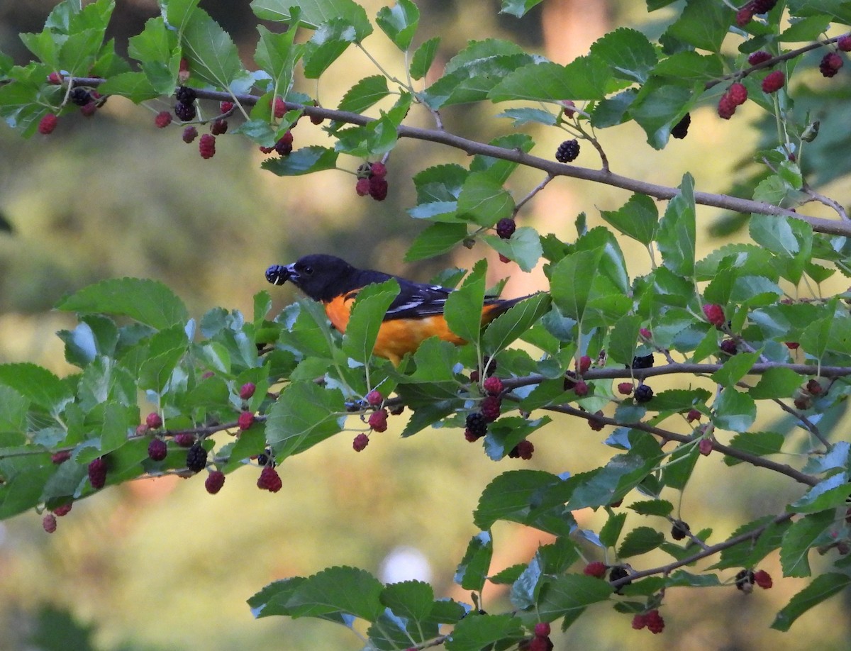 Baltimore Oriole - ML620625003