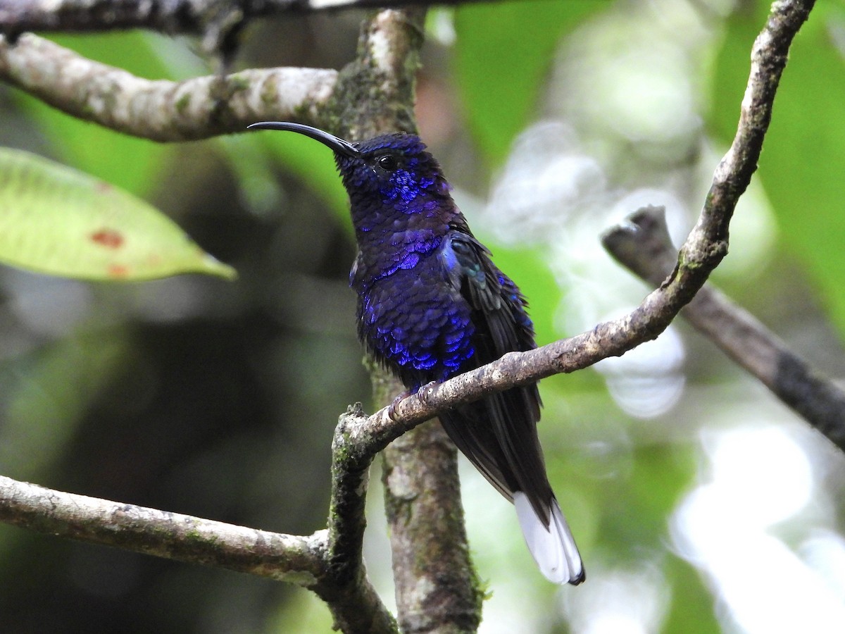 Colibrí Morado - ML620625005