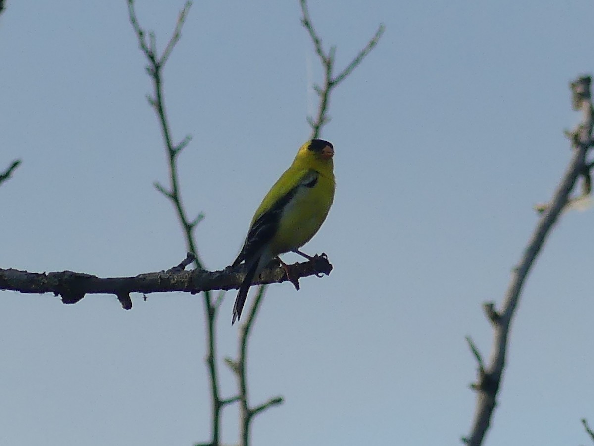 American Goldfinch - ML620625006