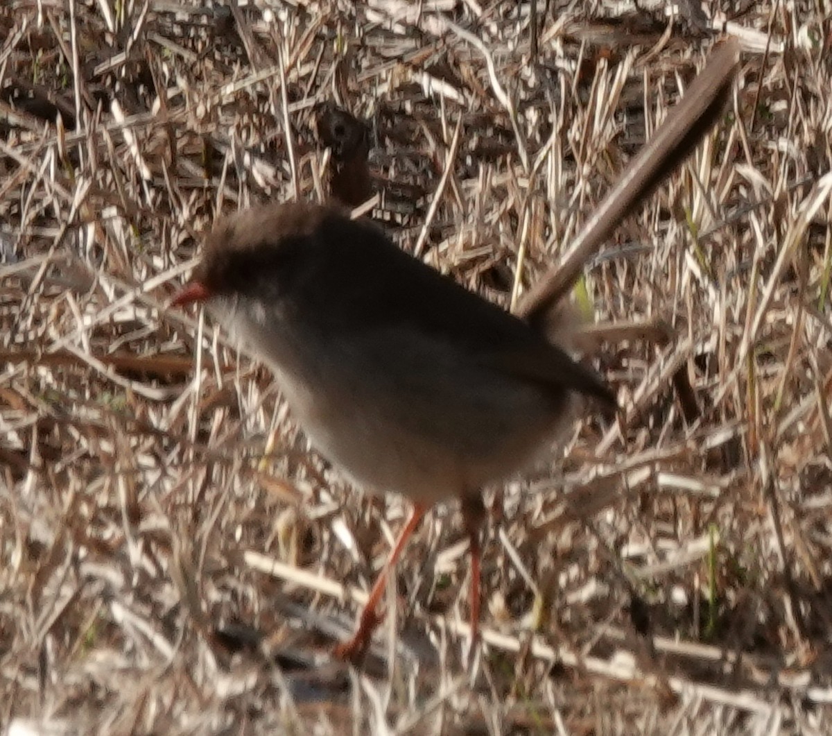 Superb Fairywren - ML620625010