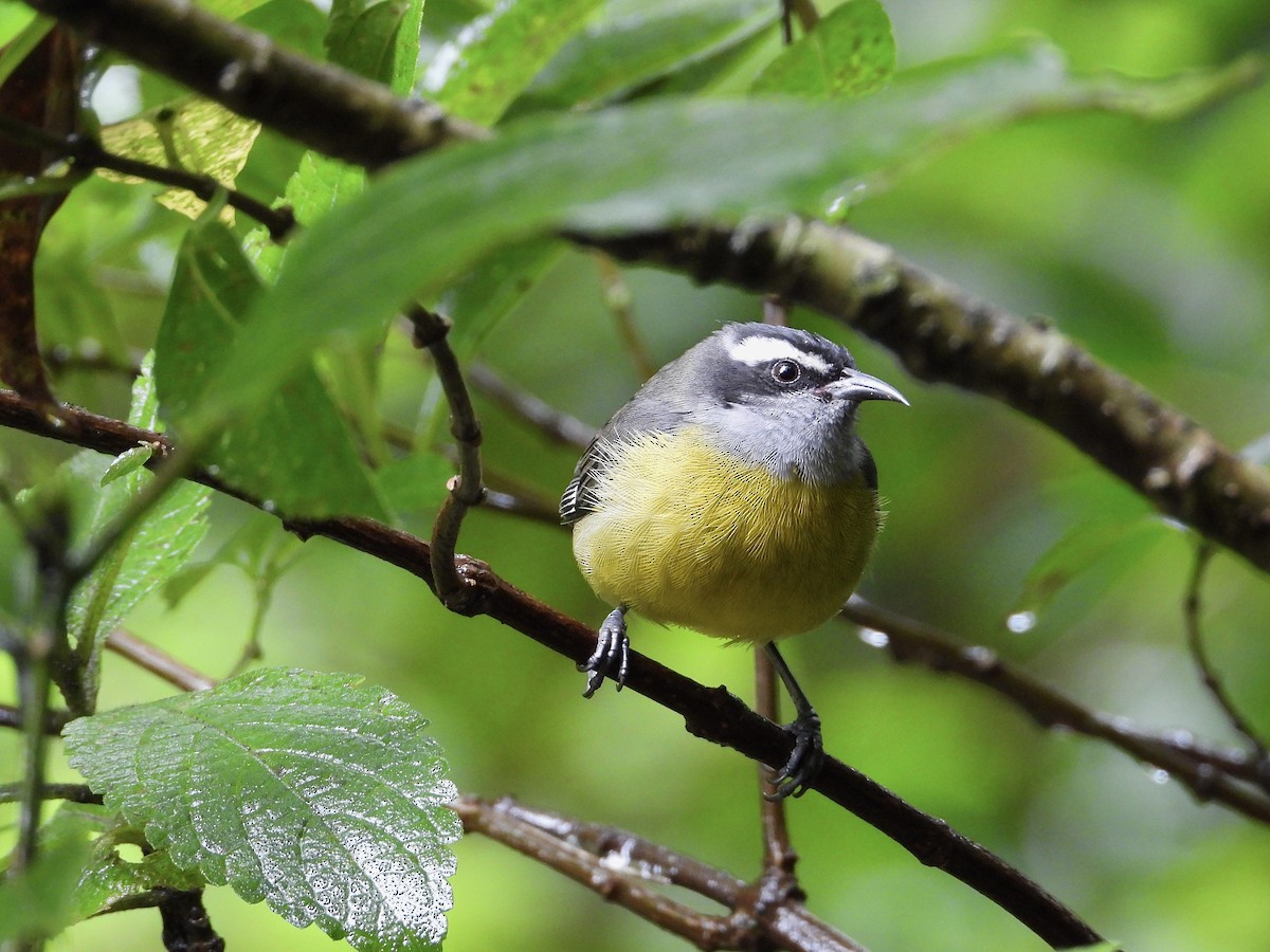 Bananaquit - ML620625013