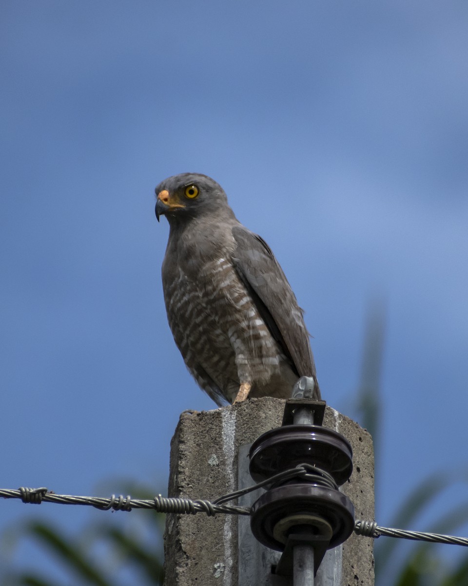 Roadside Hawk - ML620625016