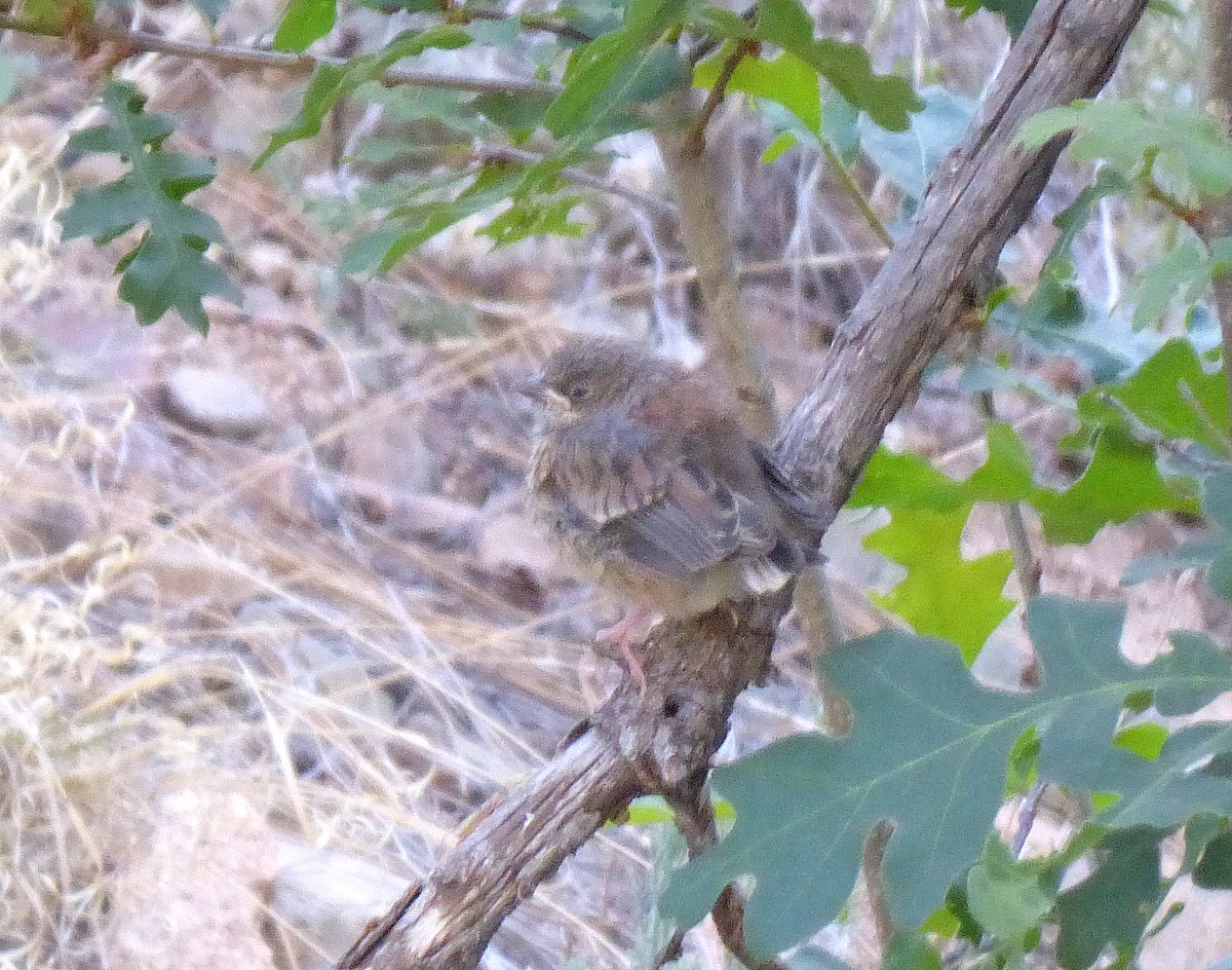 Junco Ojioscuro (dorsalis) - ML620625017