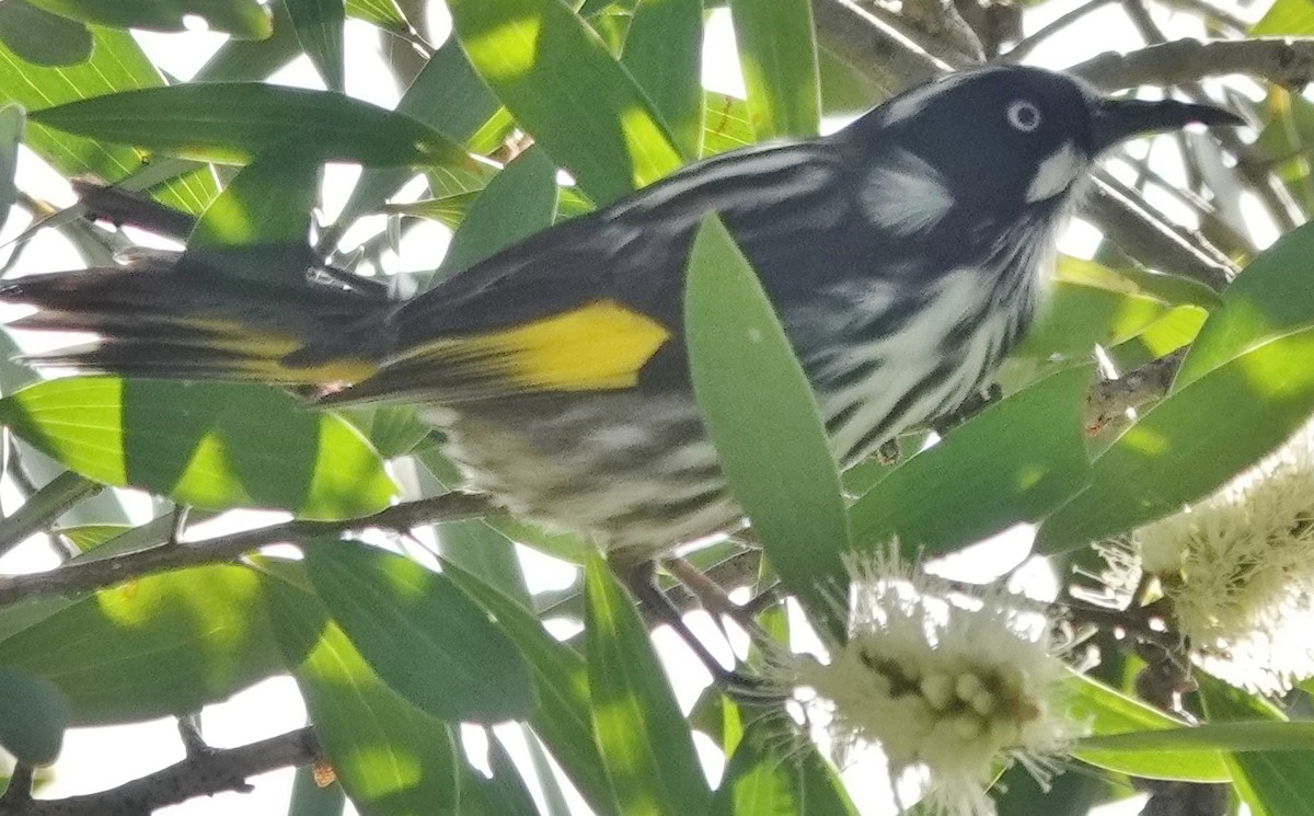 New Holland Honeyeater - ML620625019