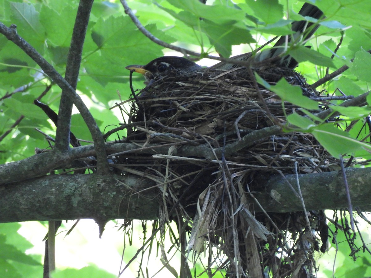 American Robin - ML620625020