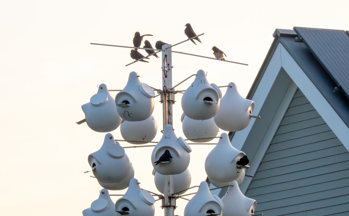 Purple Martin - ML620625022