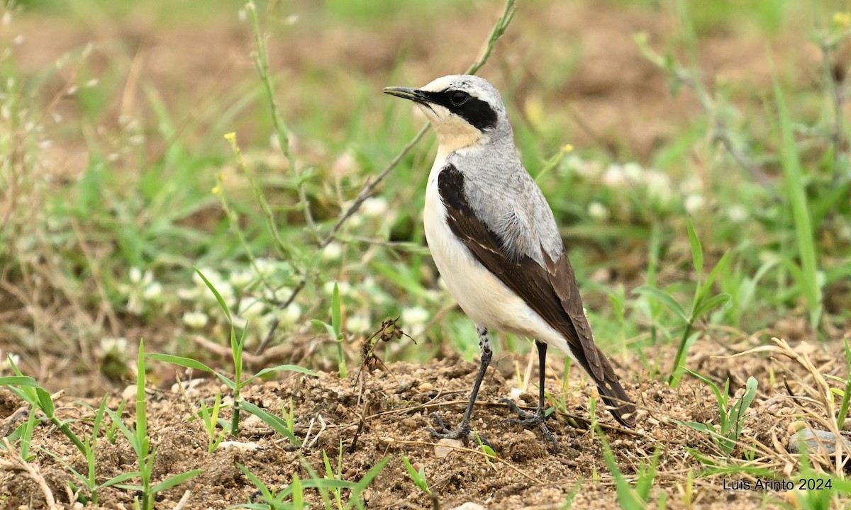 Northern Wheatear - ML620625023