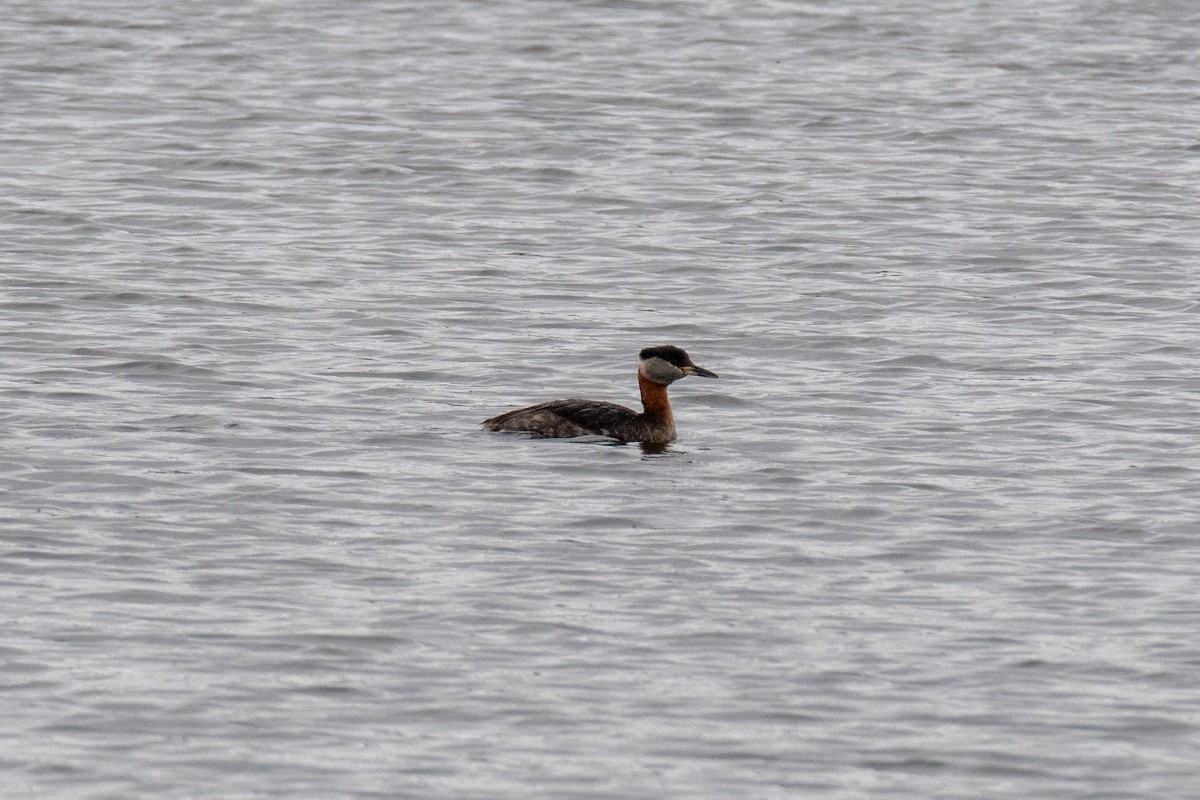 Red-necked Grebe - ML620625024