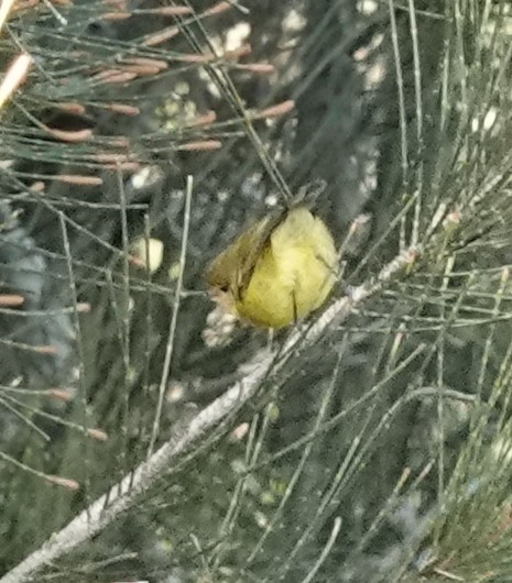 Yellow Thornbill - ML620625025